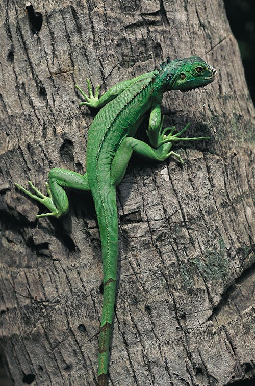 Close-up of a Green Iguana Sitting on a Tree Trunk 