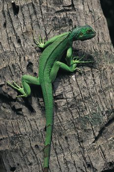 Green iguana on tree bark in Krabi, Thailand, showcasing vibrant tropical wildlife.