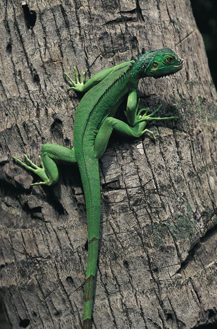 Green iguana on tree bark in Krabi, Thailand, showcasing vibrant tropical wildlife.