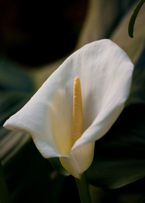 Free stock photo of calla lily, flowers, garden
