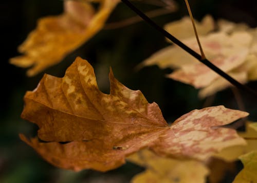 Free stock photo of crispy leaves, fall time, orange