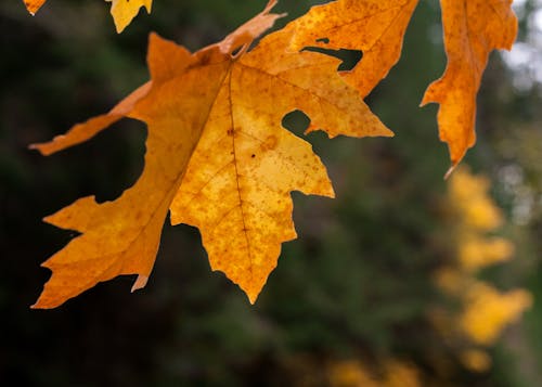 Free stock photo of fall time, orange