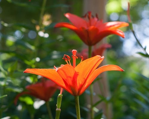 Free stock photo of close-up, flowers, garden