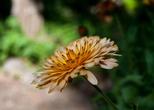 Free stock photo of blossoms, chrysanthemum, flowers