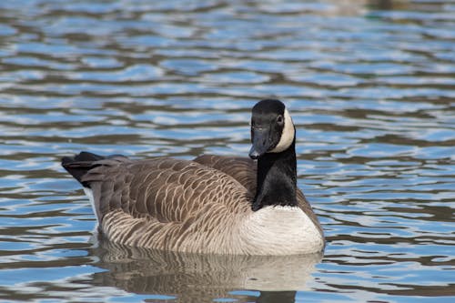 Free stock photo of aquatic bird, cackling goose, geese