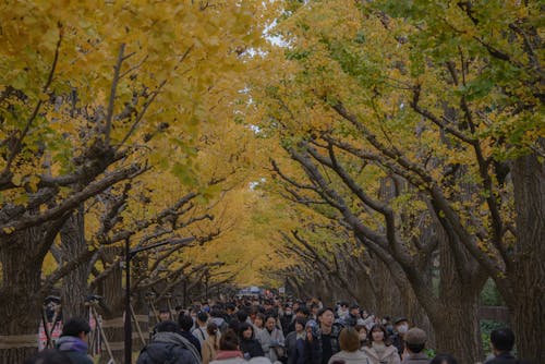 Ginkgo Avenue in bloom