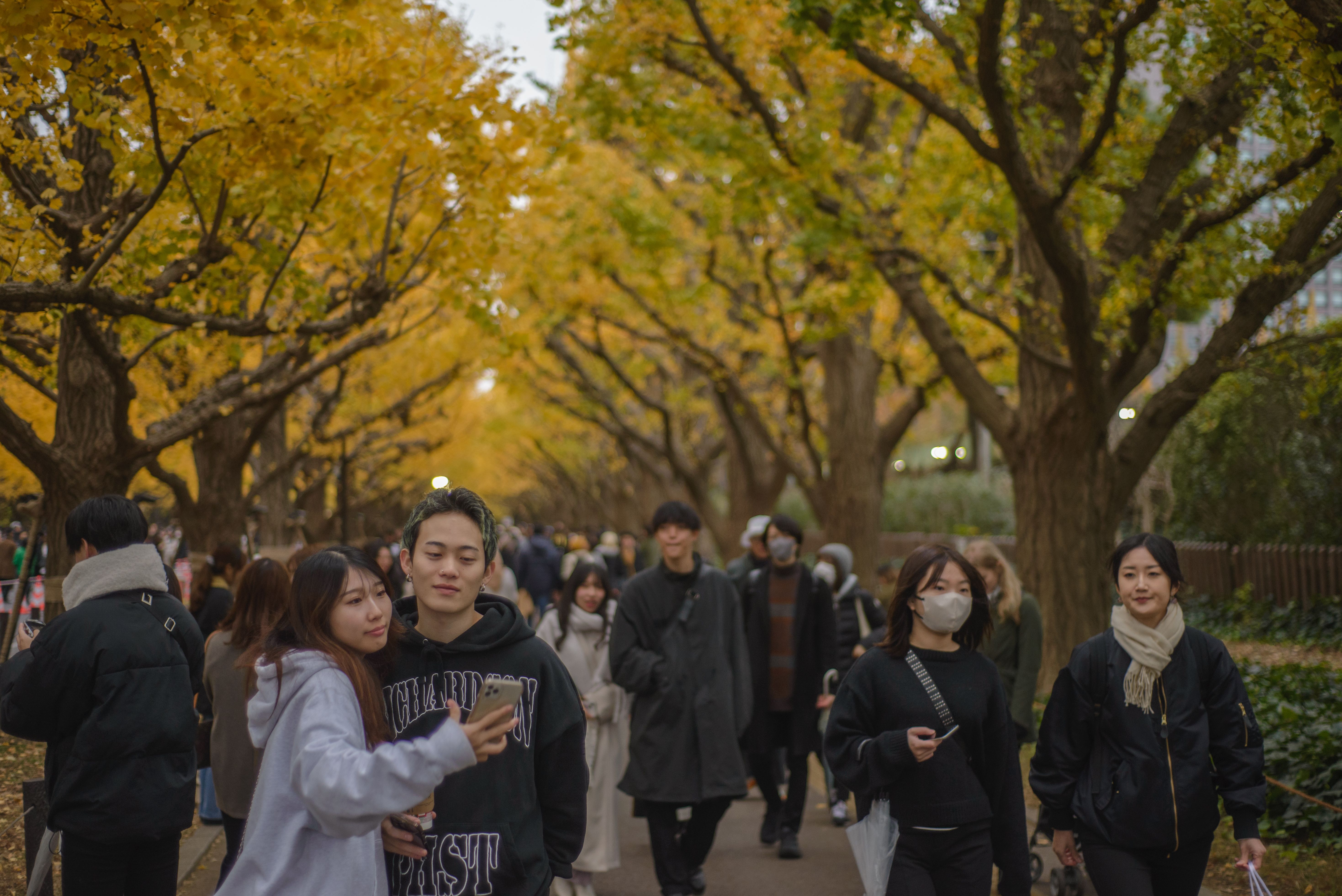 春夏綠地景觀照片