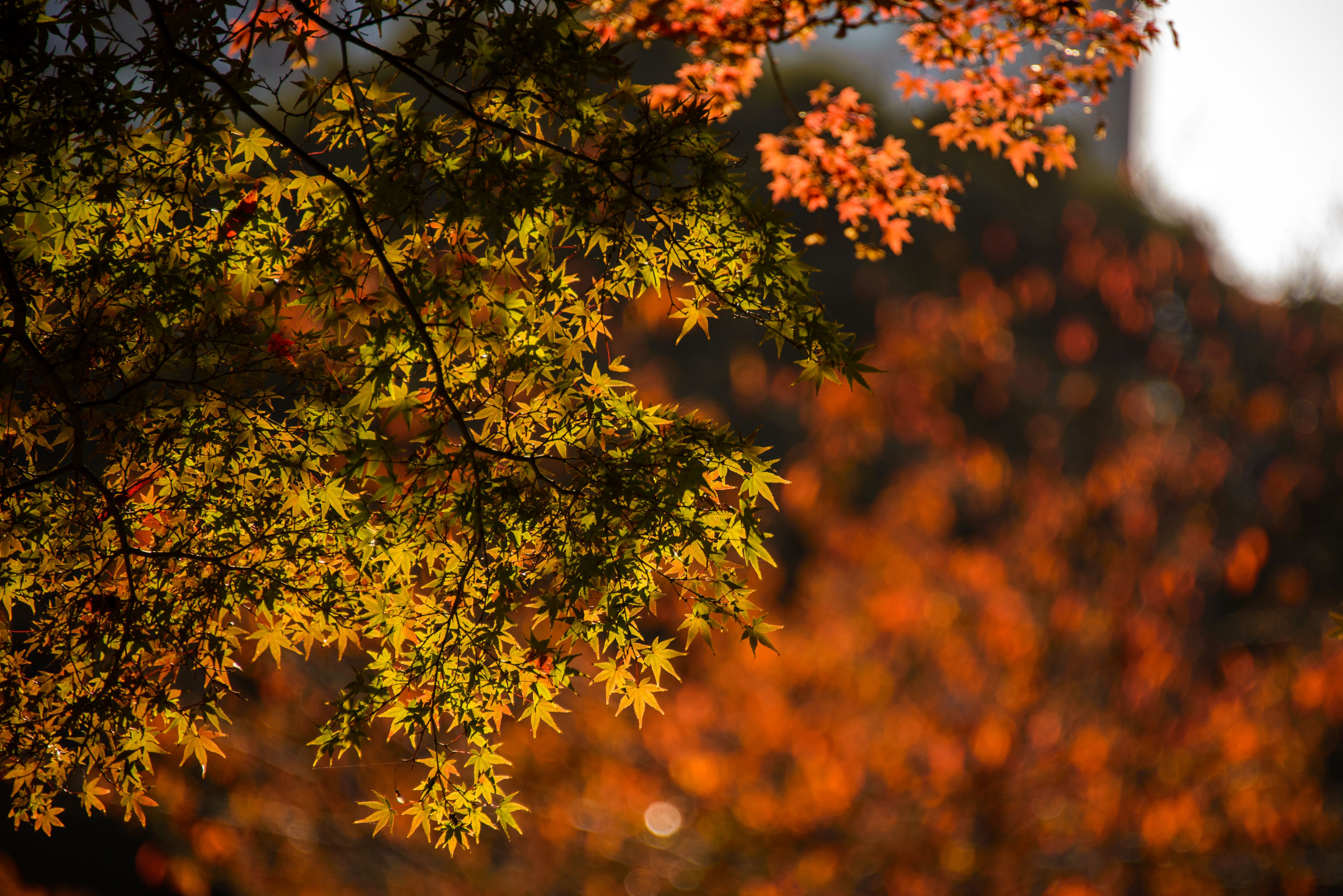 Golden Leaves on a Tree · Free Stock Photo