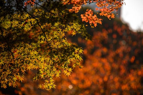 Free Golden Leaves on a Tree Stock Photo