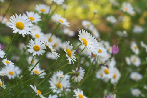 Free stock photo of daisies, daisy, early summer