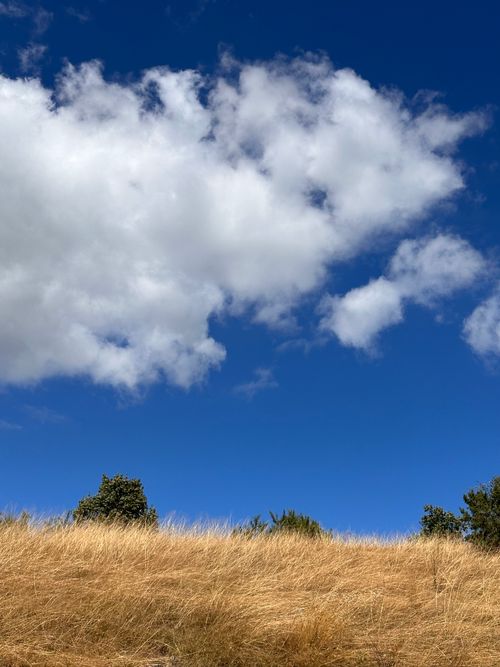 Free Bright blue sky with fluffy clouds over a golden field, perfect for nature themes. Stock Photo