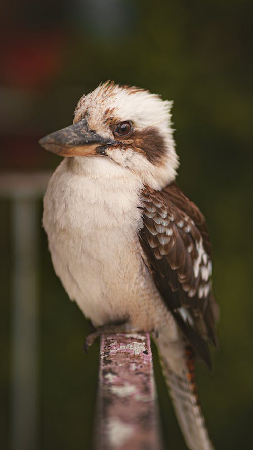 Darmowe zdjęcie z galerii z fotografia przyrodnicza, fotografia zwierzęcia, kookaburra
