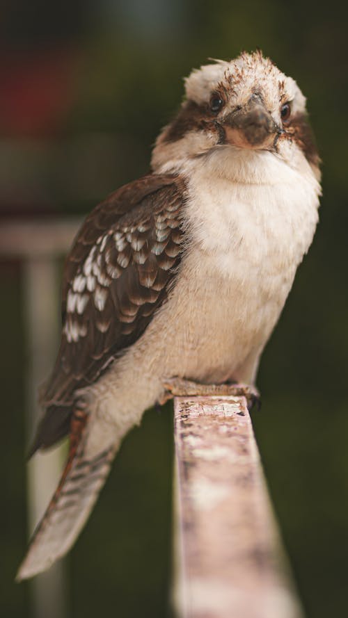 Foto profissional grátis de Austrália, ave, kookaburra