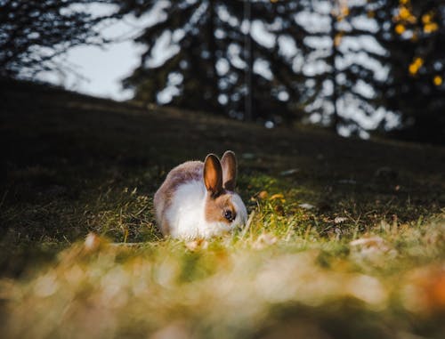 Darmowe zdjęcie z galerii z fotografia przyrodnicza, fotografia zwierzęcia, gryzoń