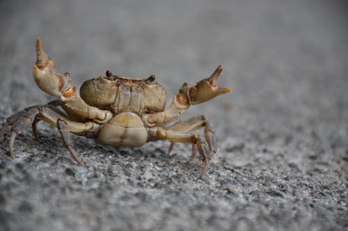 Gratis stockfoto met aarde, dierenfotografie, krab