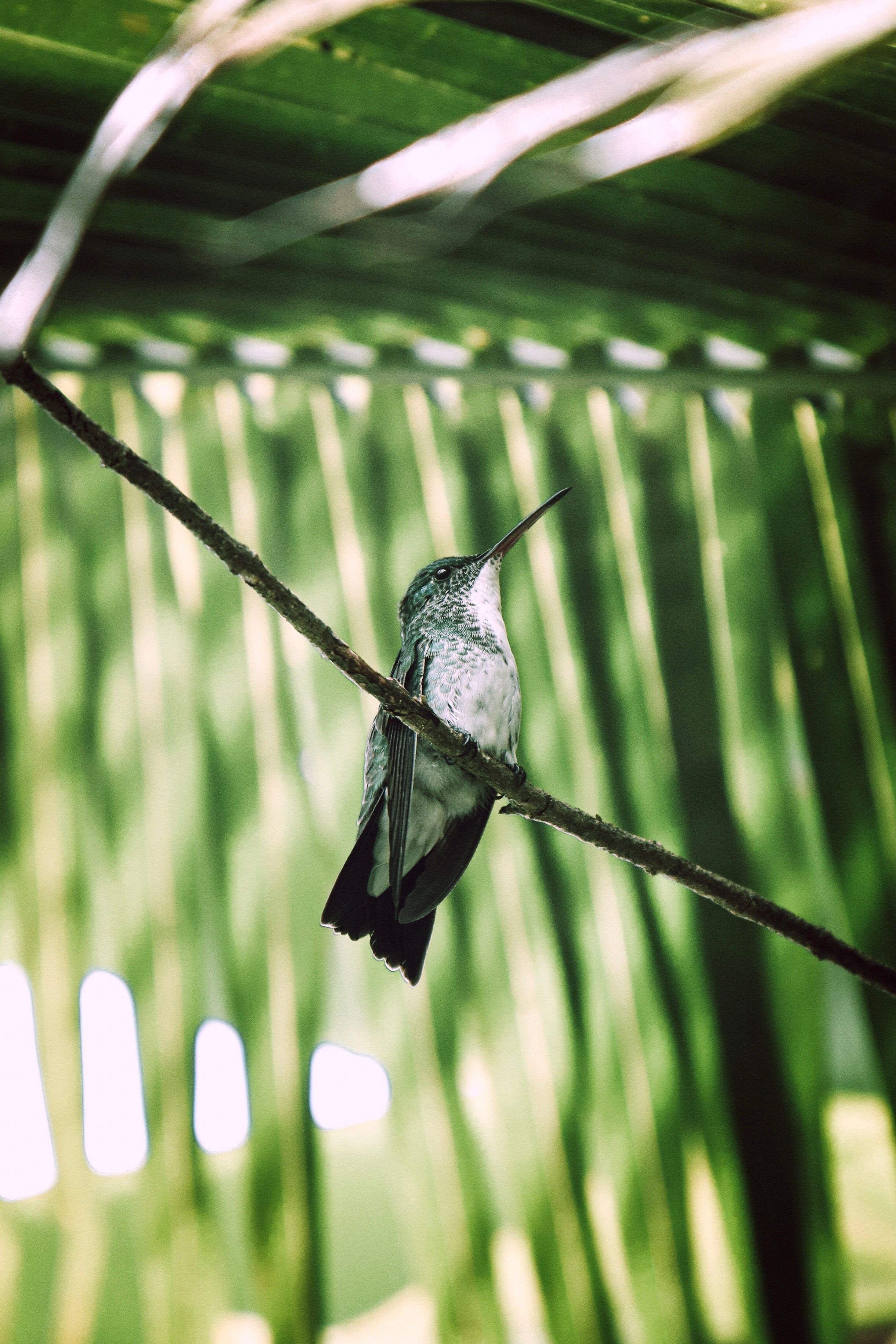 A close-up shot of a hummingbird resting on a branch with green foliage background, showcasing nature's elegance.