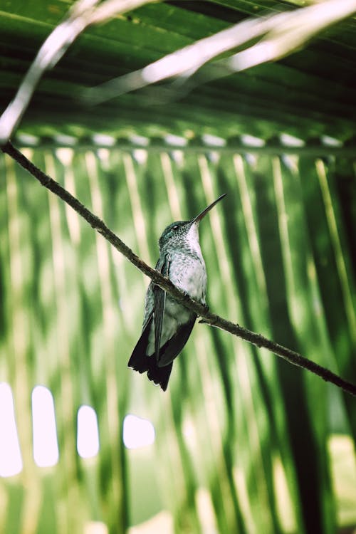 Foto d'estoc gratuïta de au, branca, colibrí