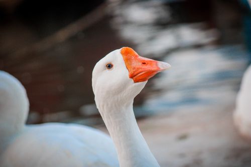 Free Close-up portrait of a white goose with an orange beak by the waterside in Bhopal, India. Stock Photo