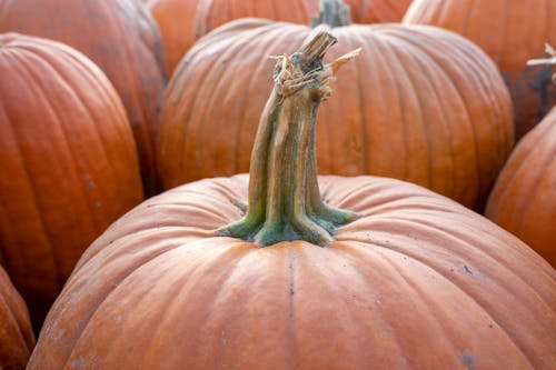 Pumpkin patch in the fall