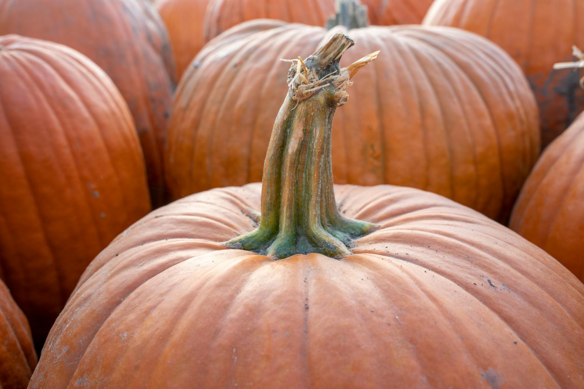 Abundance of Orange Pumpkins