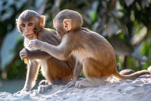 Two monkeys sitting on top of a rock