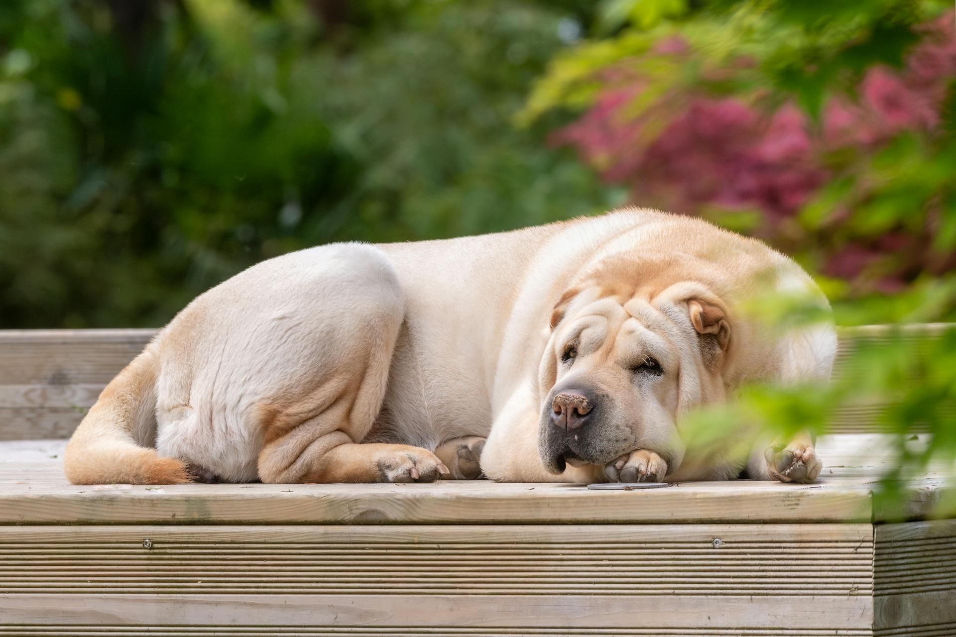 Shar Pei-hund som ligger ner