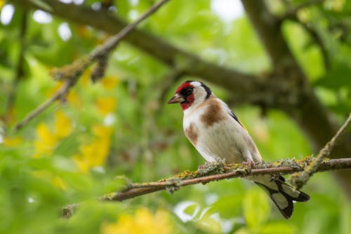 Gratis arkivbilde med dyrefotografering, dyreverdenfotografier, europeisk gullfinch