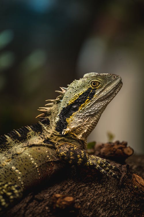 Kostnadsfri bild av australisk vattenagam, djurfotografi, huvud