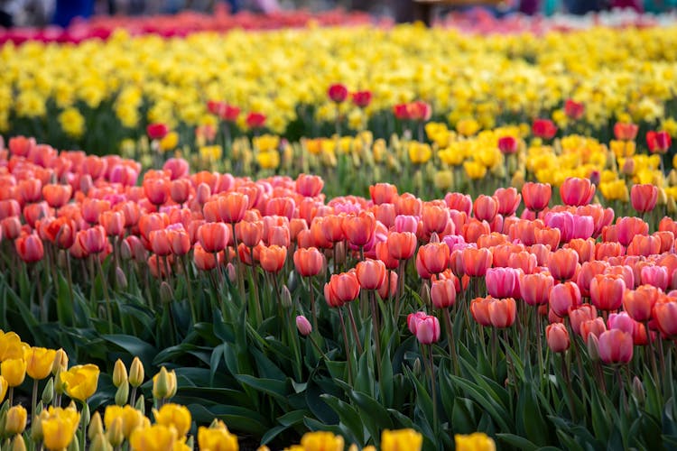 A Field Of Tulips With Many Different Colors