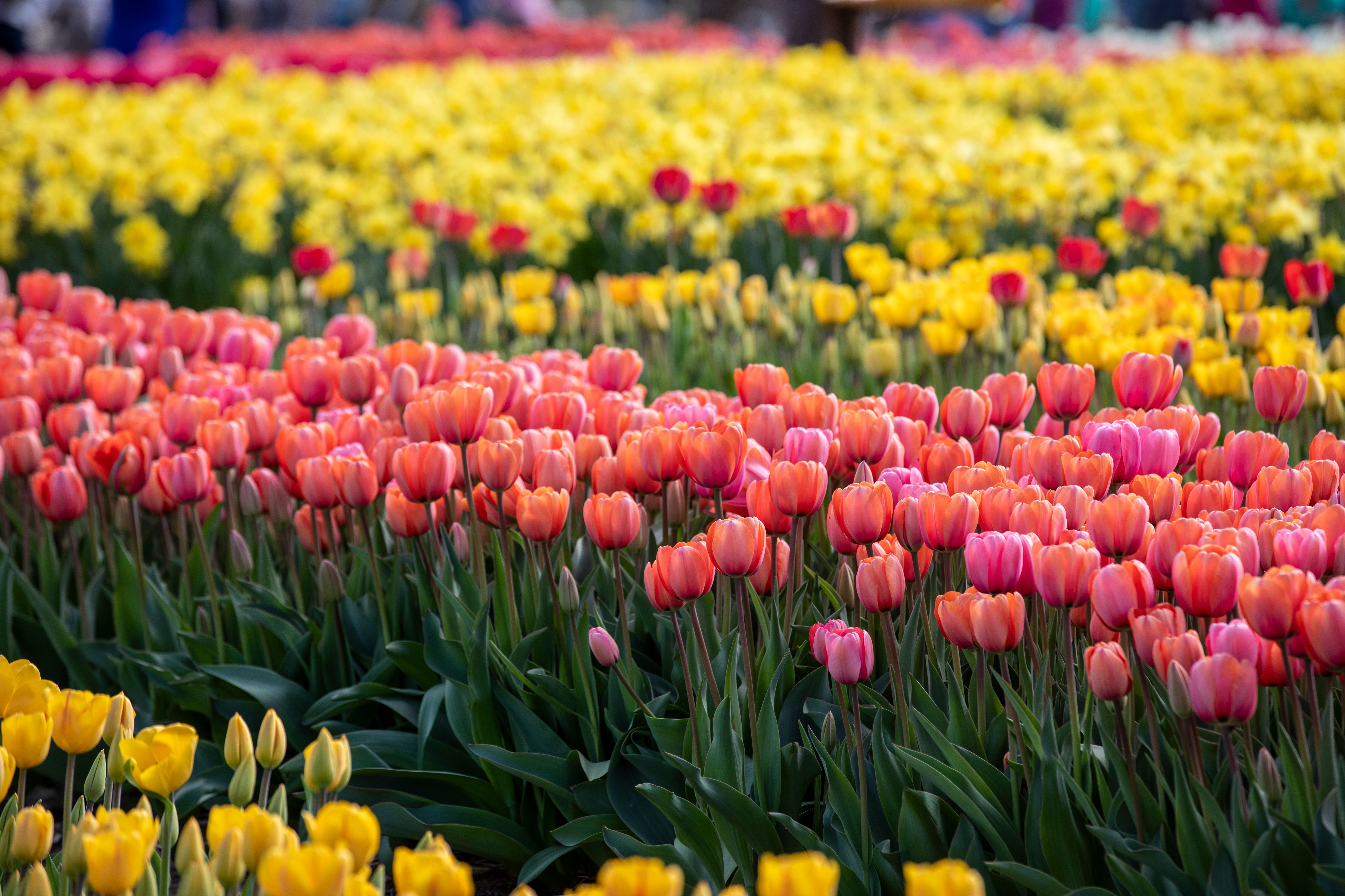 Pink and Yellow Tulips at Garden · Free Stock Photo