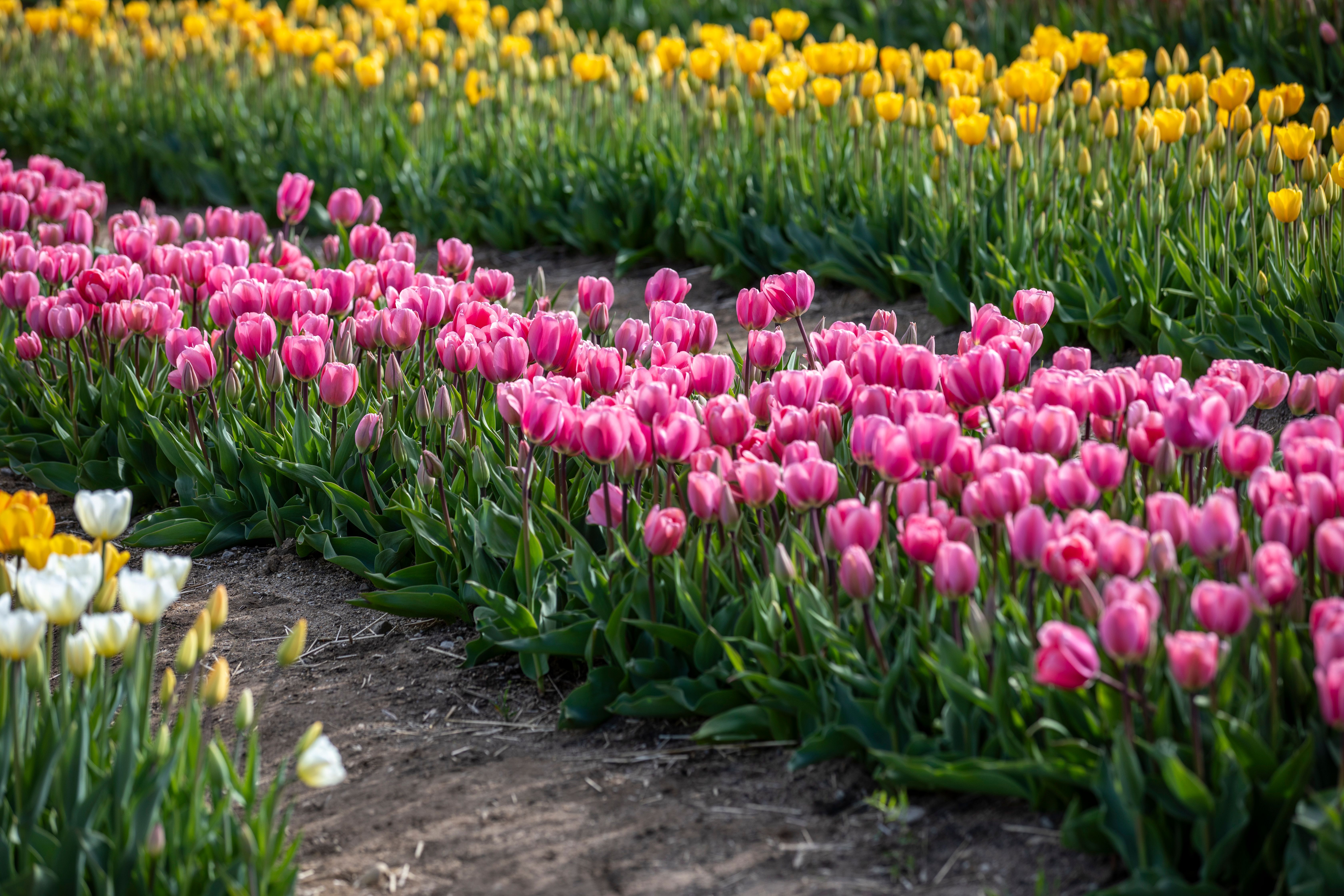 Pink Tulips on Field · Free Stock Photo