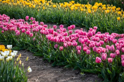 Gratis arkivbilde med åker, blomster, landlig