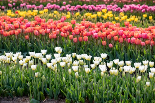 Colorful Tulips in Garden
