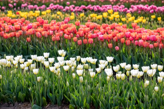Bright and colorful tulip field showcasing vibrant flowers in spring bloom.