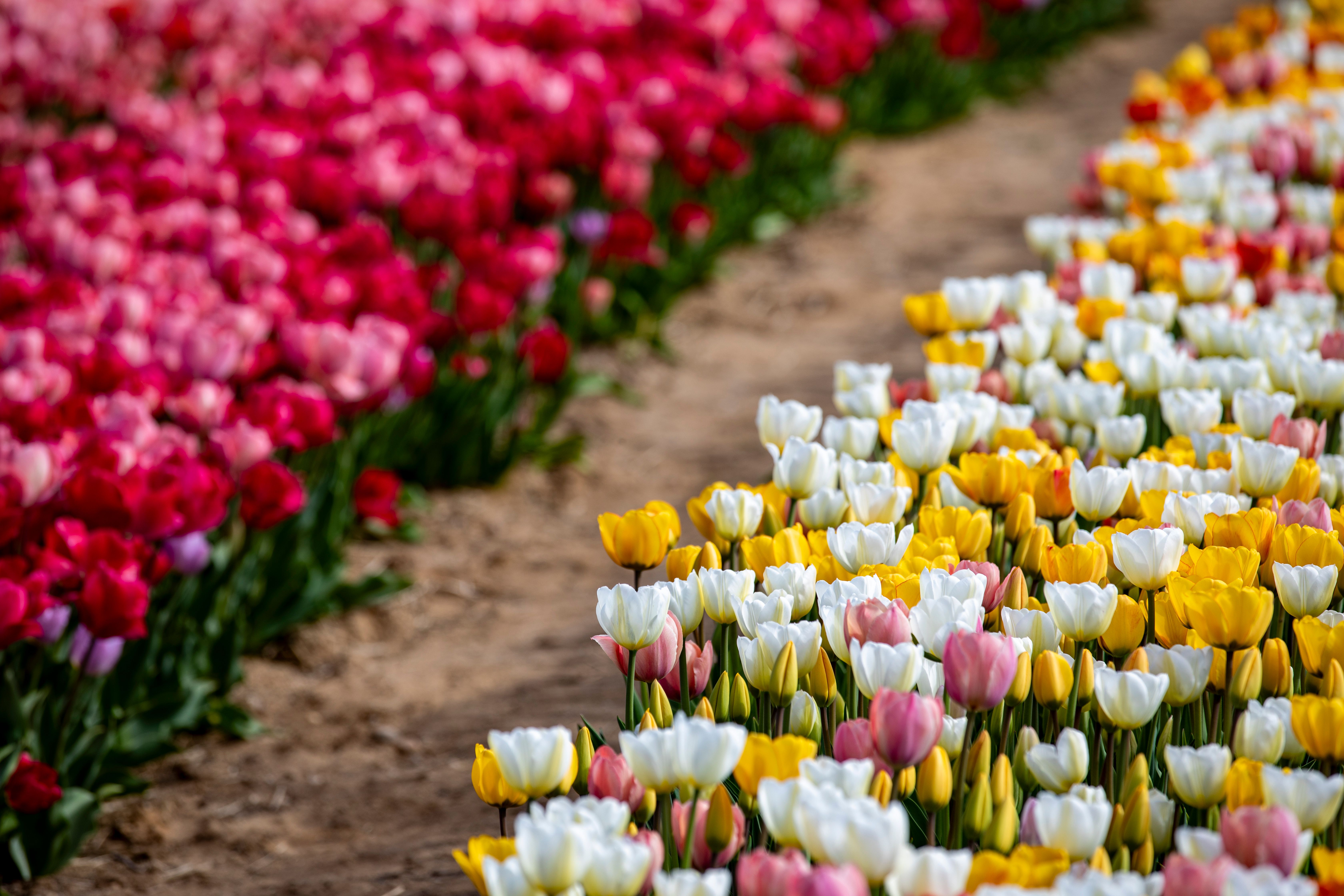 White and Pink Tulips on Field · Free Stock Photo