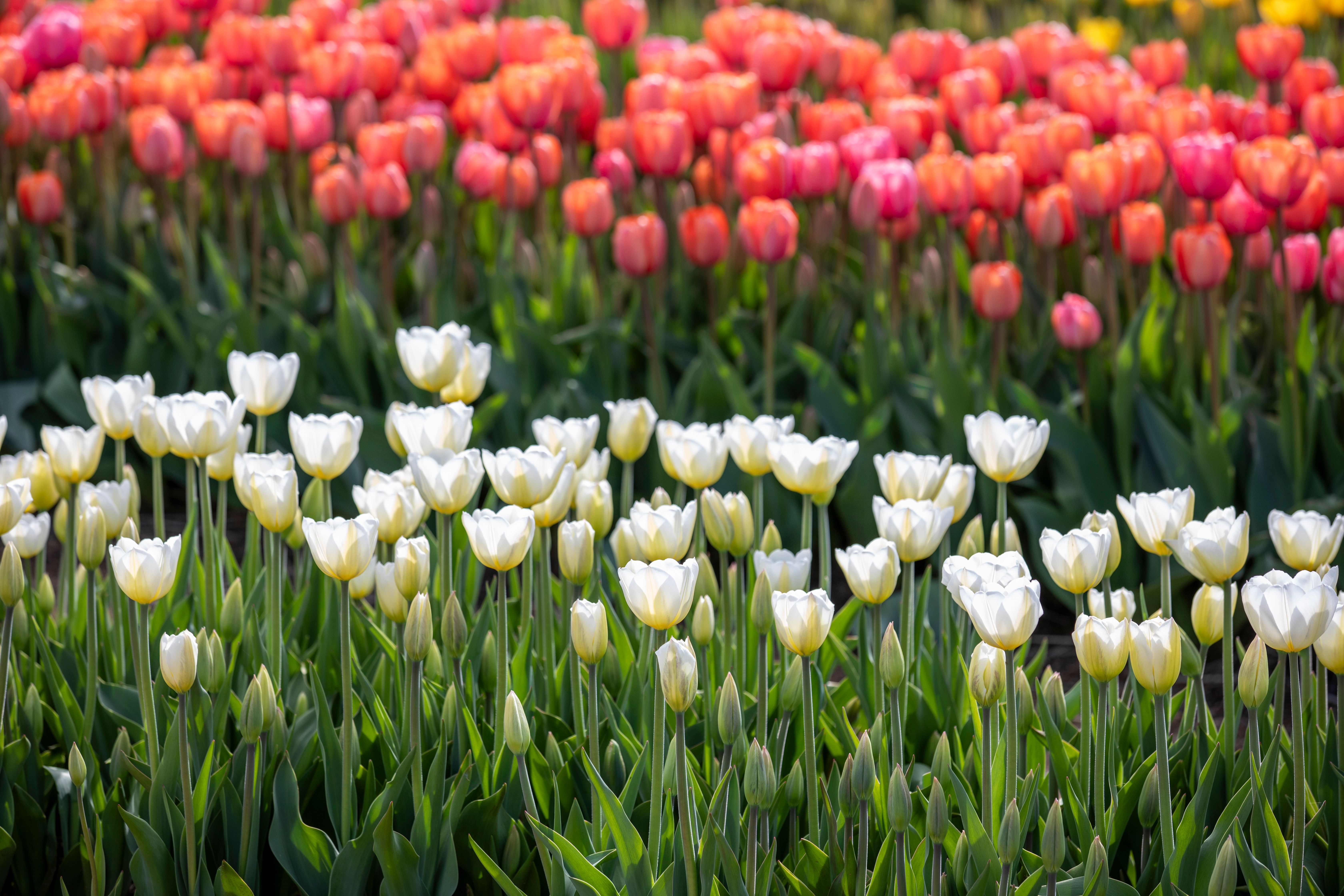 White and Red Tulips in Garden · Free Stock Photo