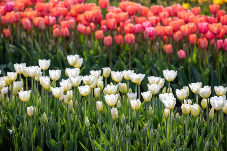 A Field Of Tulips With White And Red Flowers