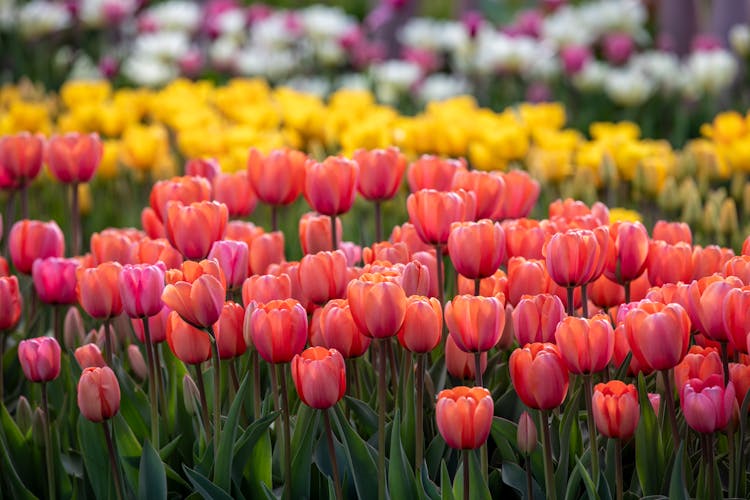 A Field Of Tulips With Many Different Colors