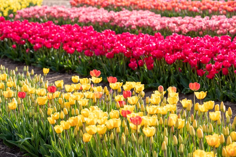 A Field Of Tulips With Many Different Colors