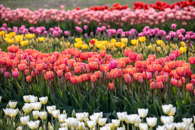 A Field Of Tulips With Many Different Colors