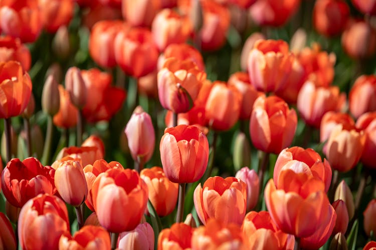 A Field Of Orange Tulips With Green Leaves