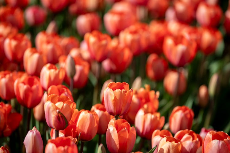 A Field Of Orange Tulips With Green Leaves