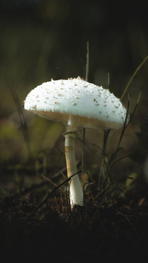 White Mushroom in a Forest
