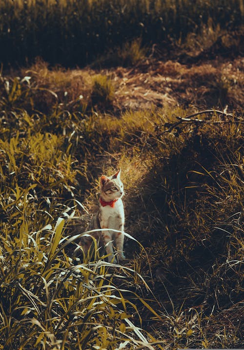 Cat Sitting in Grass