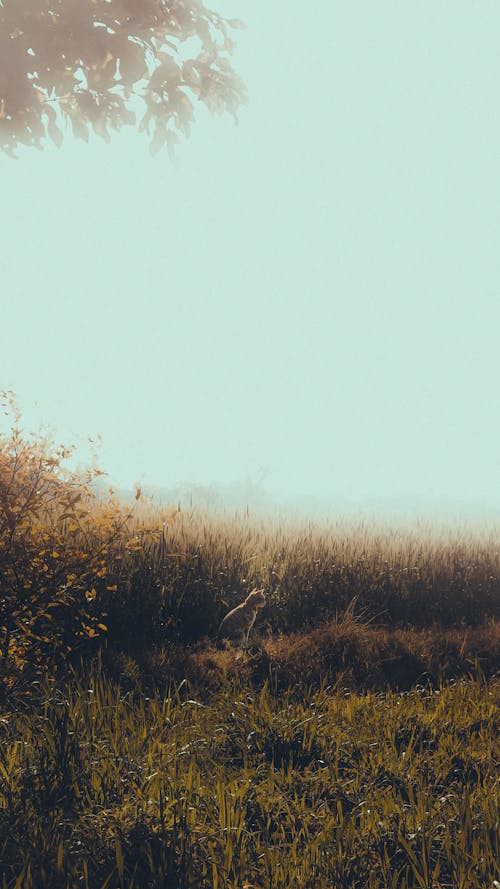 A photo of a field with trees and grass