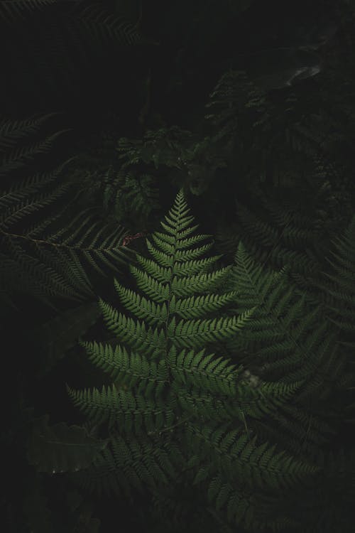 Fern Leaves At Night