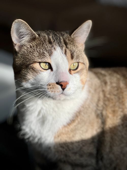 Free A detailed vertical close-up of a brown and white cat with green eyes in sunlight. Stock Photo
