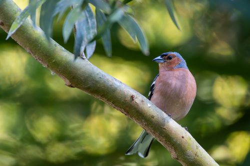 Free Vibrant Eurasian Chaffinch perched on a branch in a lush green setting, showcasing nature's beauty. Stock Photo