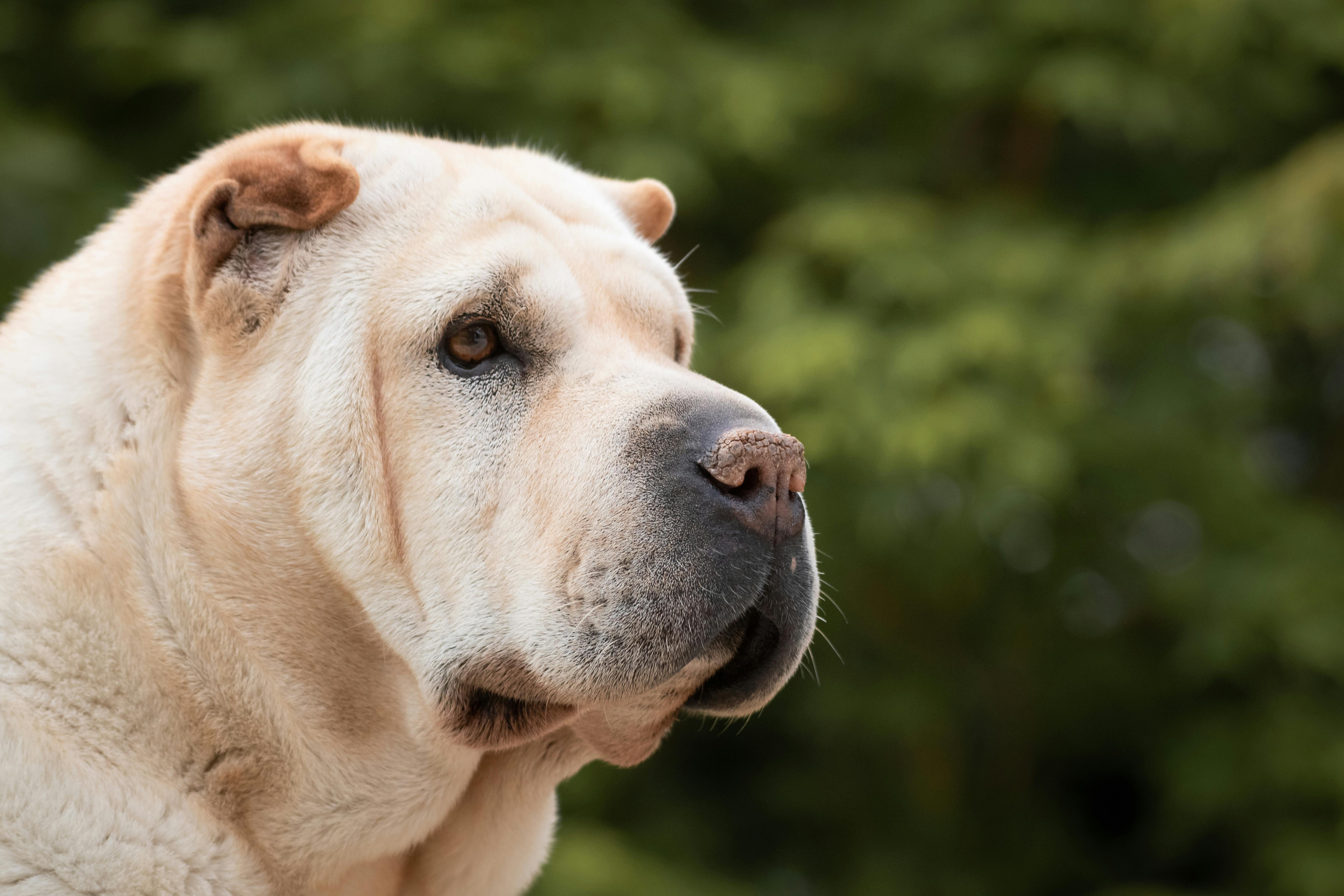 Close Up Of a Dogs Snout