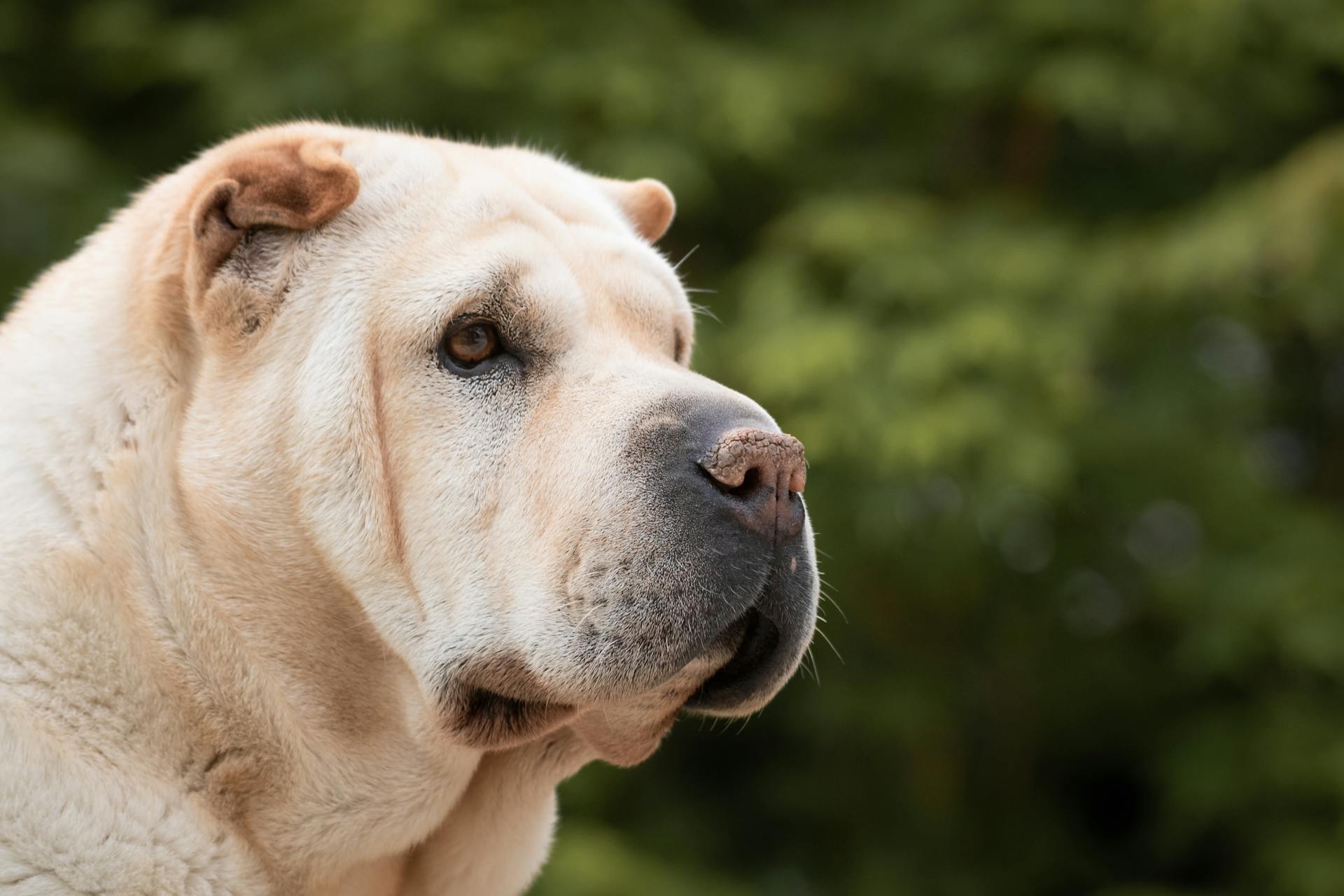 En hunds näsa på nära håll